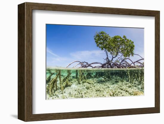 Over and under Water Photograph of a Mangrove Tree , Background Near Staniel Cay, Bahamas-James White-Framed Photographic Print