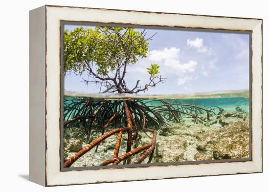 Over and under Water Photograph of a Mangrove Tree , Background Near Staniel Cay, Bahamas-James White-Framed Premier Image Canvas