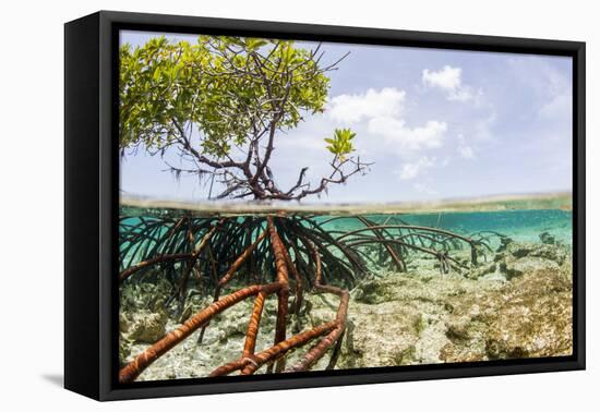 Over and under Water Photograph of a Mangrove Tree , Background Near Staniel Cay, Bahamas-James White-Framed Premier Image Canvas