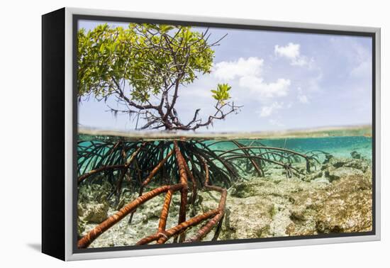 Over and under Water Photograph of a Mangrove Tree , Background Near Staniel Cay, Bahamas-James White-Framed Premier Image Canvas
