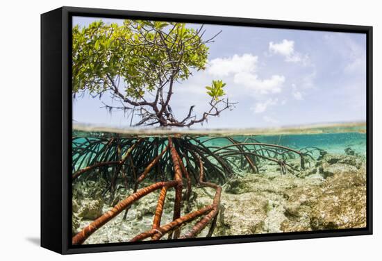 Over and under Water Photograph of a Mangrove Tree , Background Near Staniel Cay, Bahamas-James White-Framed Premier Image Canvas