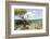 Over and under Water Photograph of a Mangrove Tree , Background Near Staniel Cay, Bahamas-James White-Framed Photographic Print