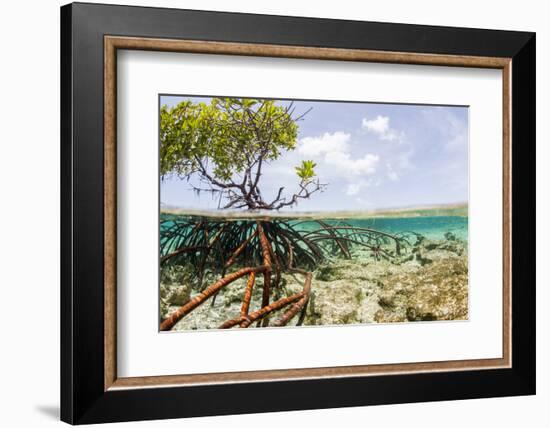 Over and under Water Photograph of a Mangrove Tree , Background Near Staniel Cay, Bahamas-James White-Framed Photographic Print