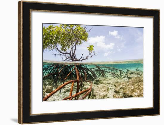 Over and under Water Photograph of a Mangrove Tree , Background Near Staniel Cay, Bahamas-James White-Framed Photographic Print