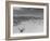 Over Grazed Land-Arthur Rothstein-Framed Photographic Print