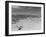 Over Grazed Land-Arthur Rothstein-Framed Photographic Print