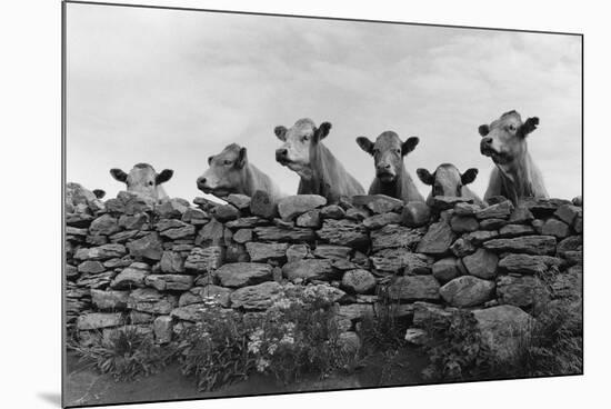 Over Herd-Enrico Straub-Mounted Giclee Print