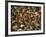 Overall of the Huge Crowd, During the Woodstock Music and Art Fair-John Dominis-Framed Photographic Print