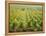 Overall View of French Vineyard During Harvest in Cote de Nuits Section of Burgundy-Carlo Bavagnoli-Framed Premier Image Canvas