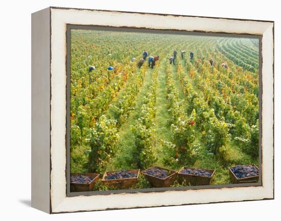 Overall View of French Vineyard During Harvest in Cote de Nuits Section of Burgundy-Carlo Bavagnoli-Framed Premier Image Canvas