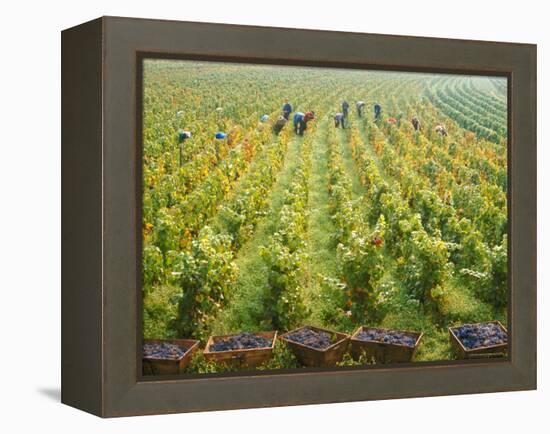 Overall View of French Vineyard During Harvest in Cote de Nuits Section of Burgundy-Carlo Bavagnoli-Framed Premier Image Canvas