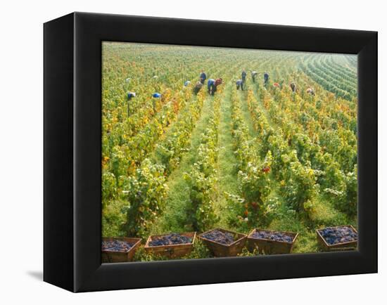 Overall View of French Vineyard During Harvest in Cote de Nuits Section of Burgundy-Carlo Bavagnoli-Framed Premier Image Canvas