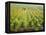 Overall View of French Vineyard During Harvest in Cote de Nuits Section of Burgundy-Carlo Bavagnoli-Framed Premier Image Canvas