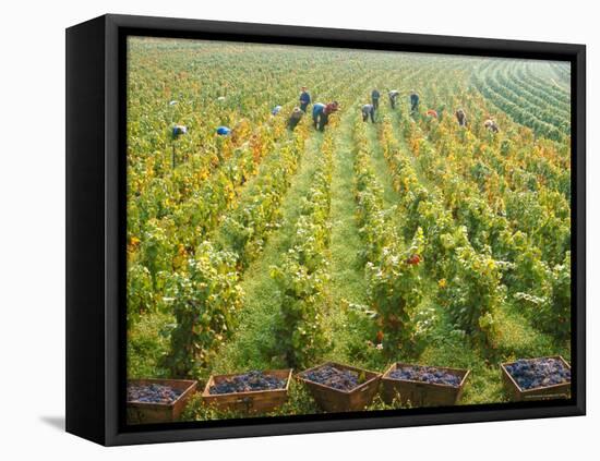 Overall View of French Vineyard During Harvest in Cote de Nuits Section of Burgundy-Carlo Bavagnoli-Framed Premier Image Canvas