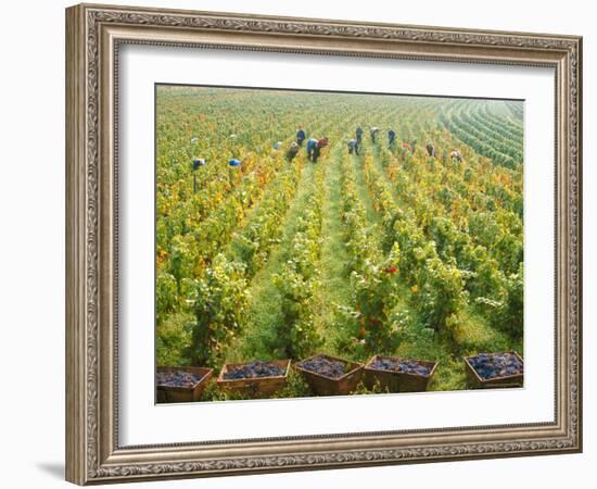 Overall View of French Vineyard During Harvest in Cote de Nuits Section of Burgundy-Carlo Bavagnoli-Framed Photographic Print