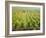 Overall View of French Vineyard During Harvest in Cote de Nuits Section of Burgundy-Carlo Bavagnoli-Framed Photographic Print