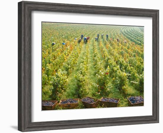 Overall View of French Vineyard During Harvest in Cote de Nuits Section of Burgundy-Carlo Bavagnoli-Framed Photographic Print