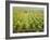 Overall View of French Vineyard During Harvest in Cote de Nuits Section of Burgundy-Carlo Bavagnoli-Framed Photographic Print