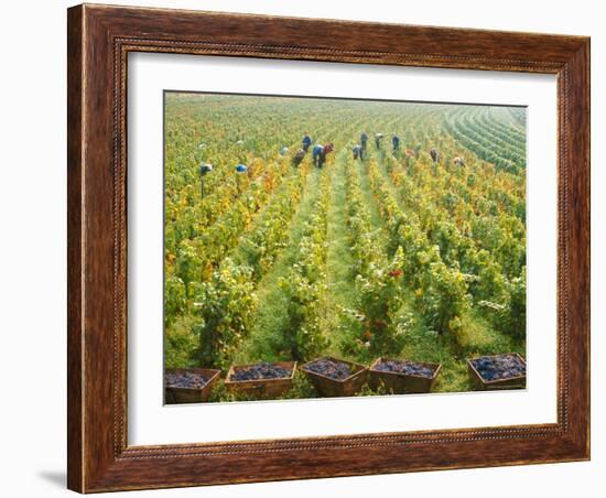 Overall View of French Vineyard During Harvest in Cote de Nuits Section of Burgundy-Carlo Bavagnoli-Framed Photographic Print