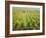 Overall View of French Vineyard During Harvest in Cote de Nuits Section of Burgundy-Carlo Bavagnoli-Framed Photographic Print