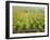 Overall View of French Vineyard During Harvest in Cote de Nuits Section of Burgundy-Carlo Bavagnoli-Framed Photographic Print