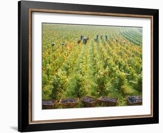 Overall View of French Vineyard During Harvest in Cote de Nuits Section of Burgundy-Carlo Bavagnoli-Framed Photographic Print