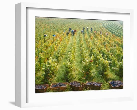 Overall View of French Vineyard During Harvest in Cote de Nuits Section of Burgundy-Carlo Bavagnoli-Framed Photographic Print