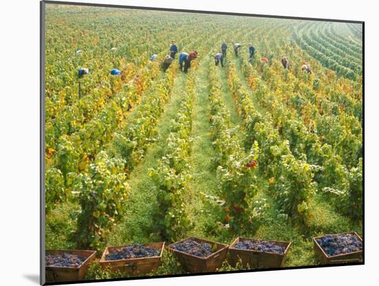 Overall View of French Vineyard During Harvest in Cote de Nuits Section of Burgundy-Carlo Bavagnoli-Mounted Photographic Print