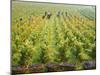 Overall View of French Vineyard During Harvest in Cote de Nuits Section of Burgundy-Carlo Bavagnoli-Mounted Photographic Print