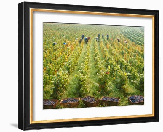 Overall View of French Vineyard During Harvest in Cote de Nuits Section of Burgundy-Carlo Bavagnoli-Framed Photographic Print