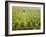 Overall View of French Vineyard During Harvest in Cote de Nuits Section of Burgundy-Carlo Bavagnoli-Framed Photographic Print