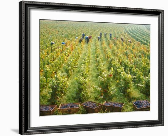 Overall View of French Vineyard During Harvest in Cote de Nuits Section of Burgundy-Carlo Bavagnoli-Framed Photographic Print