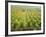 Overall View of French Vineyard During Harvest in Cote de Nuits Section of Burgundy-Carlo Bavagnoli-Framed Photographic Print