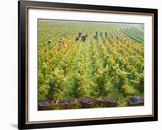 Overall View of French Vineyard During Harvest in Cote de Nuits Section of Burgundy-Carlo Bavagnoli-Framed Photographic Print