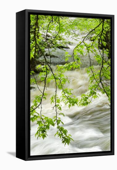 Overhanging Maple Tree Branches in Spring, Great Smoky Mountains National Park, Tennessee-Adam Jones-Framed Premier Image Canvas