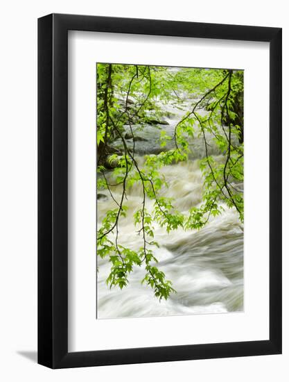 Overhanging Maple Tree Branches in Spring, Great Smoky Mountains National Park, Tennessee-Adam Jones-Framed Photographic Print