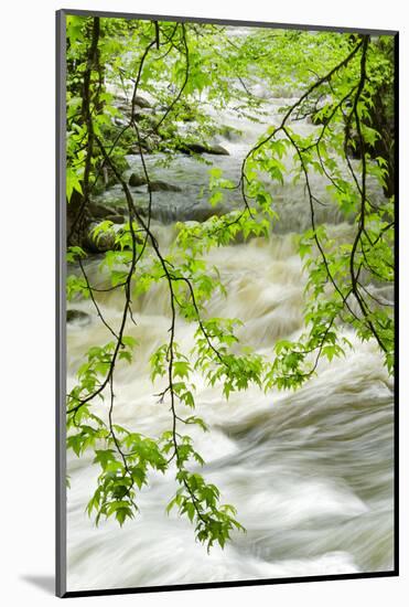 Overhanging Maple Tree Branches in Spring, Great Smoky Mountains National Park, Tennessee-Adam Jones-Mounted Photographic Print