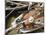 Overhead of Brazillian Men Working on a Small Cargo Boat-Dmitri Kessel-Mounted Photographic Print