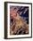 Overhead of South Rim of Canyon, Grand Canyon National Park, U.S.A.-Mark Newman-Framed Photographic Print