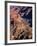 Overhead of South Rim of Canyon, Grand Canyon National Park, U.S.A.-Mark Newman-Framed Photographic Print