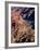 Overhead of South Rim of Canyon, Grand Canyon National Park, U.S.A.-Mark Newman-Framed Photographic Print