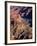 Overhead of South Rim of Canyon, Grand Canyon National Park, U.S.A.-Mark Newman-Framed Photographic Print