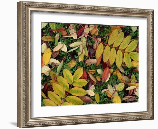 Overhead View of Autumn Leaves on the Ground-Kathy Collins-Framed Photographic Print