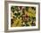 Overhead View of Autumn Leaves on the Ground-Kathy Collins-Framed Photographic Print