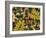 Overhead View of Autumn Leaves on the Ground-Kathy Collins-Framed Photographic Print