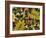 Overhead View of Autumn Leaves on the Ground-Kathy Collins-Framed Photographic Print