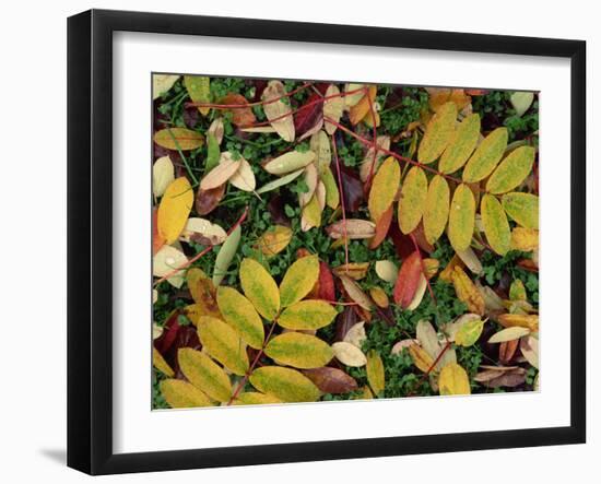 Overhead View of Autumn Leaves on the Ground-Kathy Collins-Framed Photographic Print