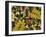 Overhead View of Autumn Leaves on the Ground-Kathy Collins-Framed Photographic Print