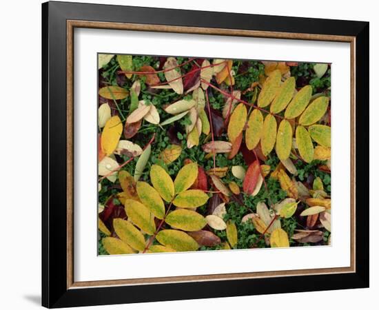 Overhead View of Autumn Leaves on the Ground-Kathy Collins-Framed Photographic Print