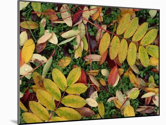 Overhead View of Autumn Leaves on the Ground-Kathy Collins-Mounted Photographic Print